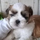 シーズー