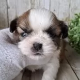シーズー