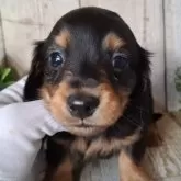 ミニチュアダックスフンド(ロング)【千葉県・男の子・2025年10月2日・ブラック&タン】の写真1