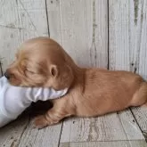 ミニチュアダックスフンド(ロング)【千葉県・女の子・2025年10月23日・ゴールド】の写真3