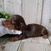 ミニチュアダックスフンド(ロング)【千葉県・男の子・2025年10月2日・チョコレート&タン】の写真3