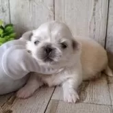 ペキニーズ【千葉県・男の子・2025年10月30日・ホワイト】の写真4