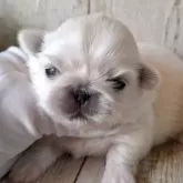 ペキニーズ【千葉県・男の子・2025年10月30日・ホワイト】の写真7