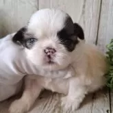 シーズー【千葉県・女の子・2025年11月13日・ホワイト&ゴールド】の写真7