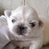 ペキニーズ【千葉県・男の子・2025年10月30日・ホワイト】の写真8