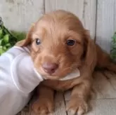 ミニチュアダックスフンド(ロング)【千葉県・男の子・2025年10月2日・ゴールド】の写真8