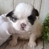 シーズー【千葉県・女の子・2025年11月13日・ホワイト&ゴールド】の写真8