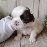 シーズー【千葉県・女の子・2025年11月13日・ホワイト&ゴールド】の写真9