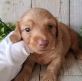 ミニチュアダックスフンド(ロング)【千葉県・男の子・2025年10月2日・ゴールド】の写真9