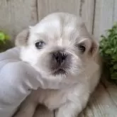 ペキニーズ【千葉県・男の子・2025年10月30日・ホワイト】の写真9