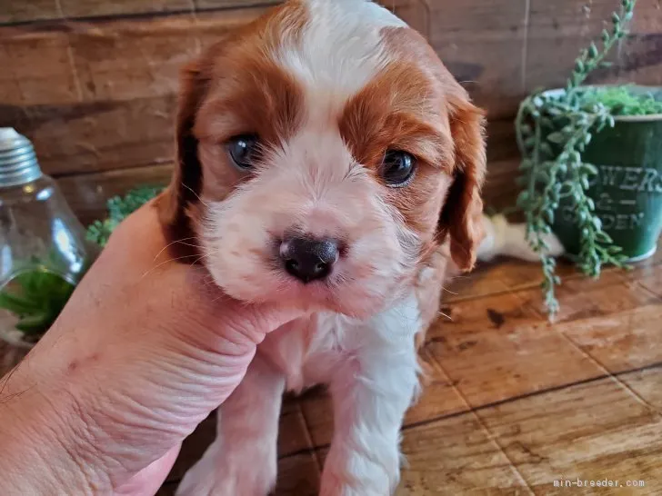 ID:2002-01045の子犬