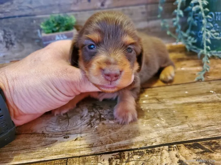 ID:2110-02654の子犬