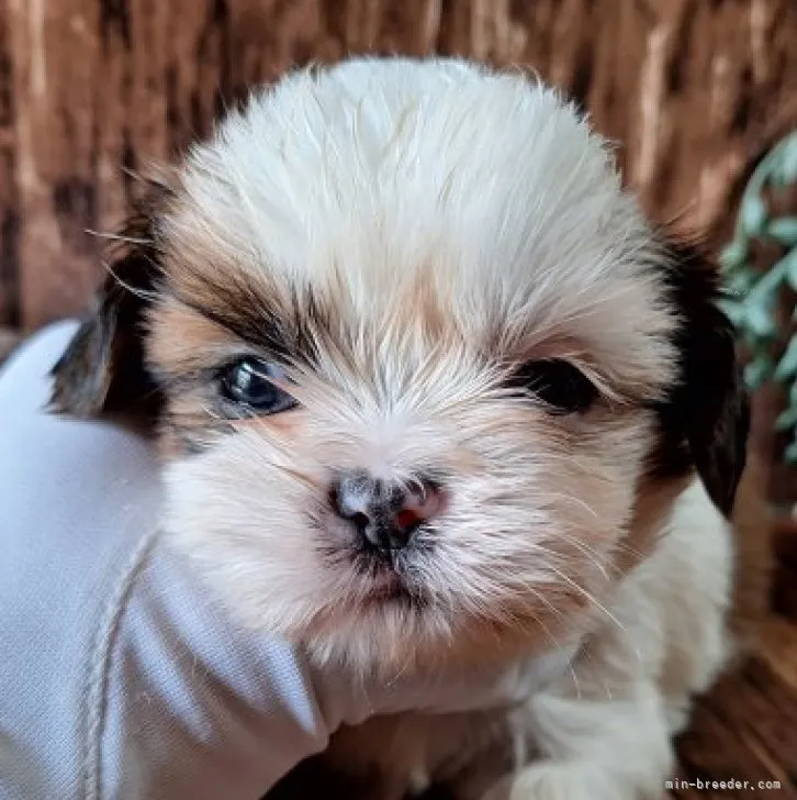 ID:2310-00765の子犬