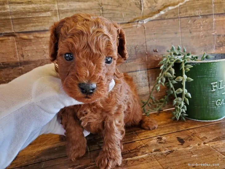 ID：2112-00806の子犬