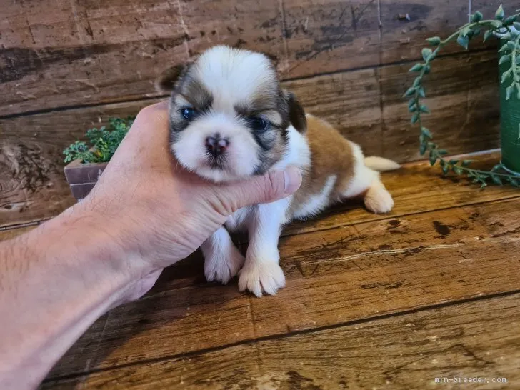 T.K. 様のお迎えした子犬