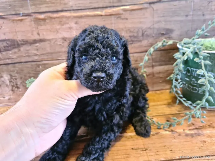 ID:2101-01947の子犬