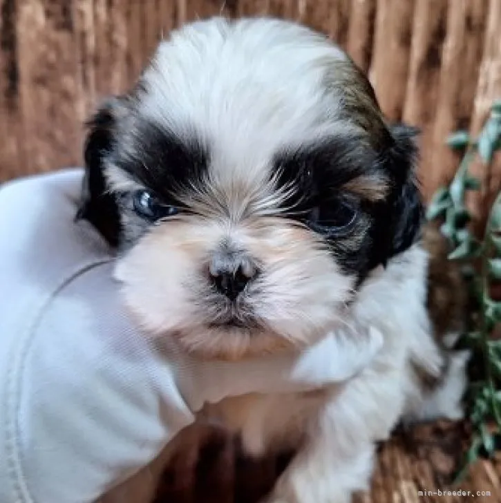 ID:2309-05327の子犬