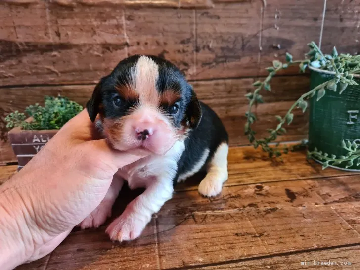 Y.I 様のお迎えした子犬