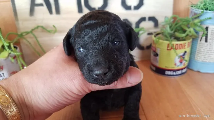 ID:1701-00008の子犬