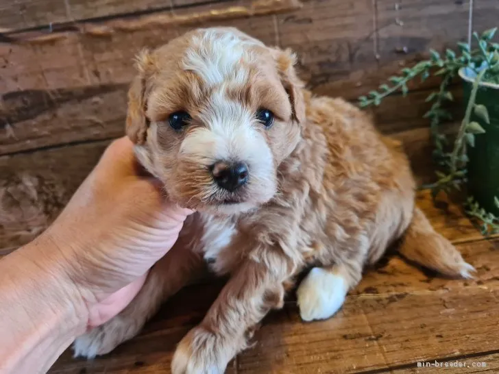 マル 様のお迎えした子犬