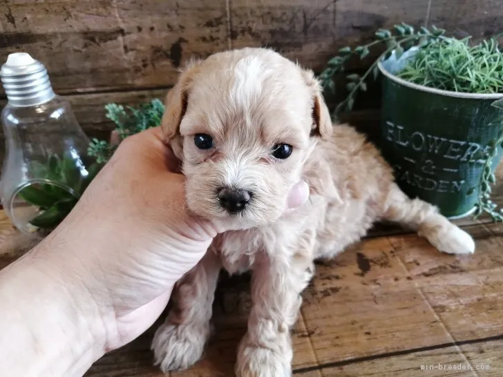 ID：1907-00892の子犬