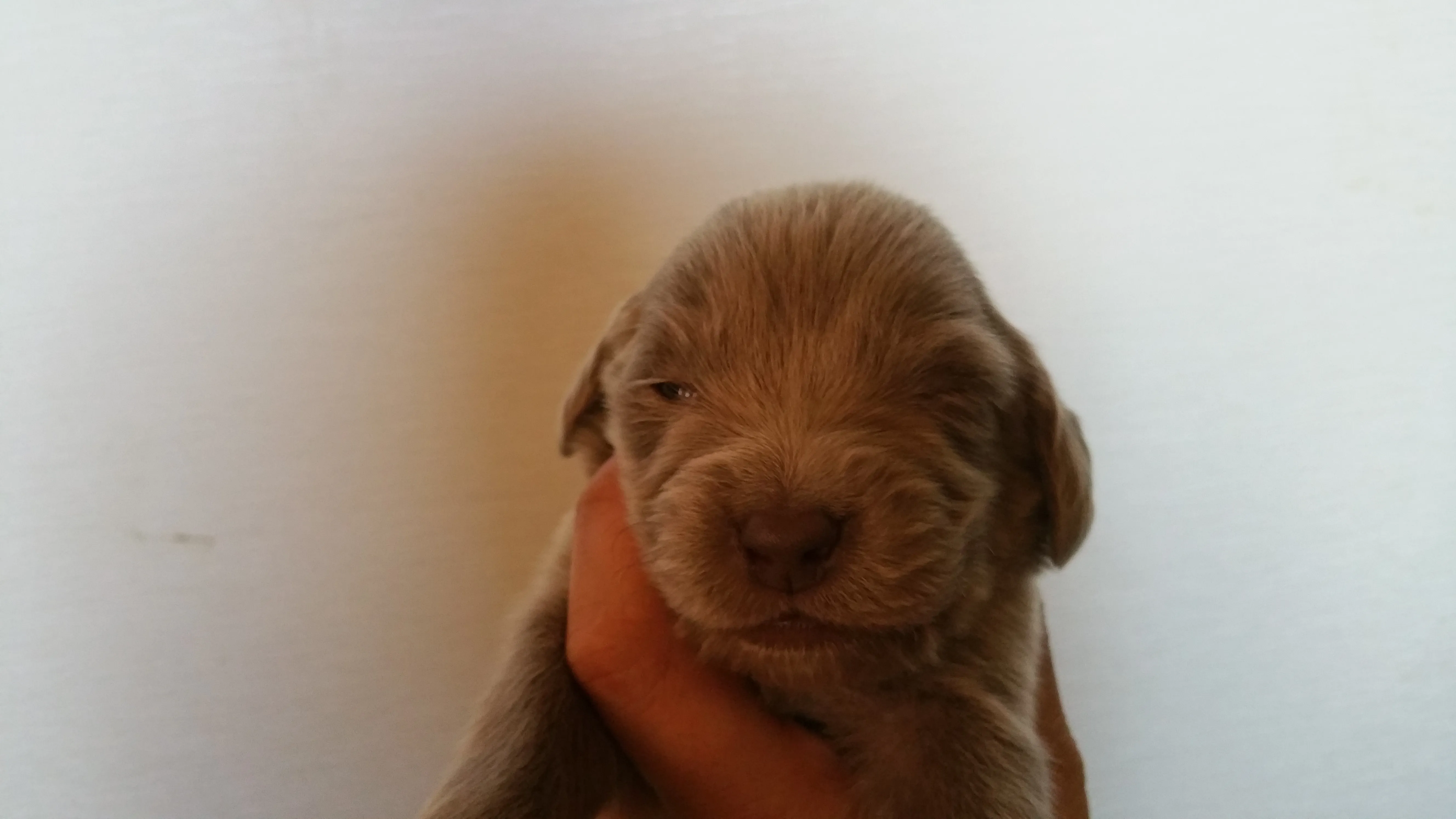 ID:1604-01362の子犬