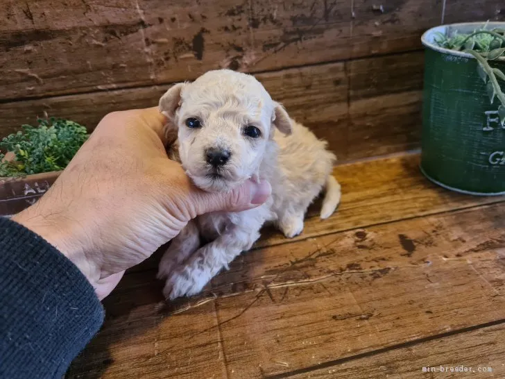 じゅんじゅん 様のお迎えした子犬