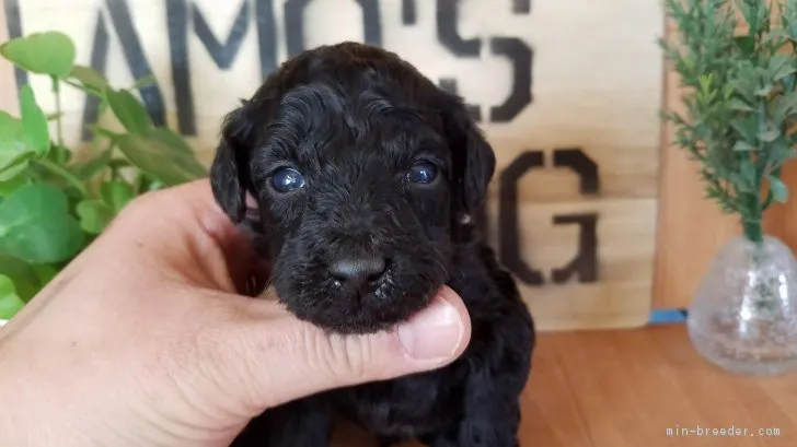 ID：1702-00339の子犬