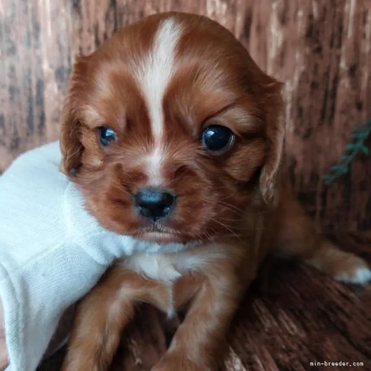 島ちゃん 様のお迎えした子犬