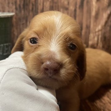 ミニチュアダックスフンド(ロング)【千葉県・男の子・2023年7月13日・ゴールド】の写真「このワンちゃんの見学は9月7日で終了となります。」