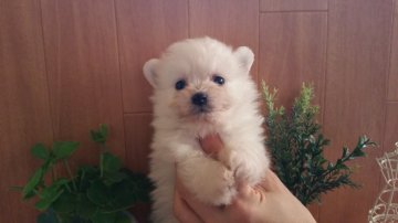 ポメラニアン【千葉県・男の子・2016年3月31日・クリーム】の写真「☆極小ポメちゃん男の子440g☆」
