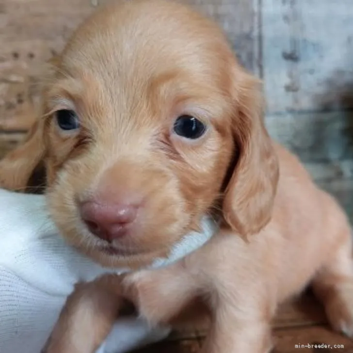 ゆっち 様のお迎えした子犬