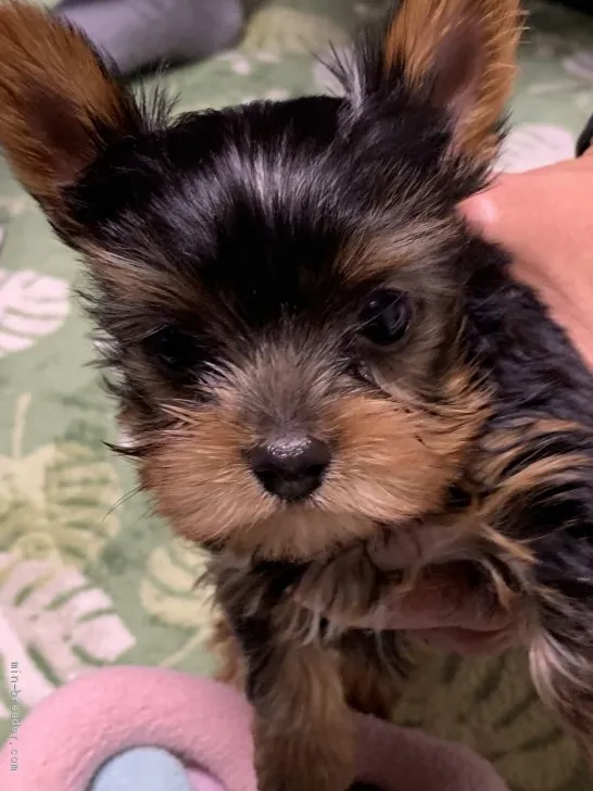 ID：2001-01975の子犬