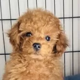 タイニープードル