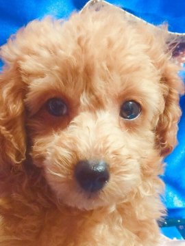 トイプードル(トイ)【東京都・男の子・2019年9月6日・レッド】の写真「イケメン君に育ってます。」