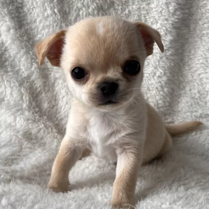 JJ 様のお迎えした子犬