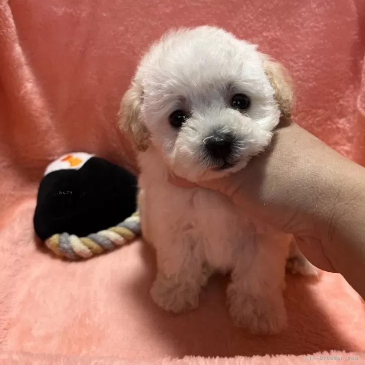 おかん 様のお迎えした子犬