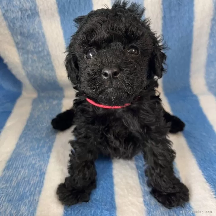 ID：2503-06973の子犬