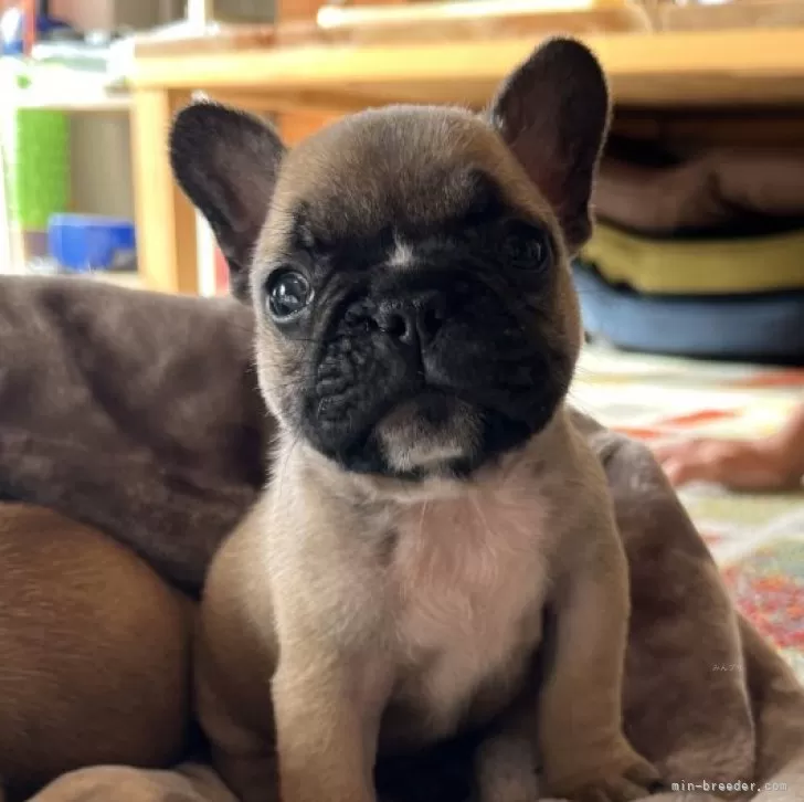 ID：2411-02824の子犬