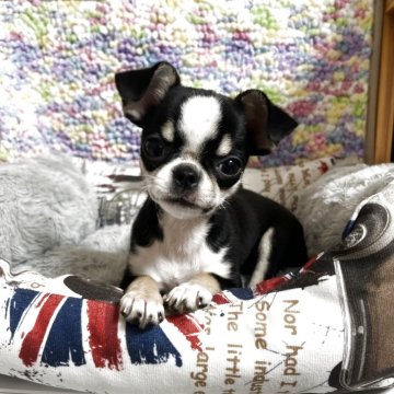 チワワ(スムース)【兵庫県・女の子・2025年6月22日・ブラッククリーム&ホワイト】の写真「価格変更しました！」