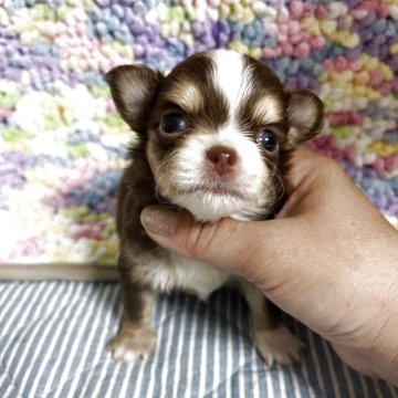 チワワ(ロング)【兵庫県・男の子・2025年6月1日・チョコレート&ホワイト】の写真「綺麗なチョコ色カラー」