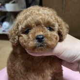 トイプードル(タイニー)