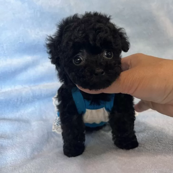K.O 様のお迎えした子犬