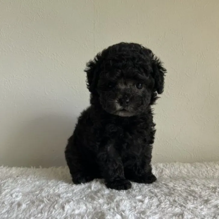 ID:2305-00251の子犬