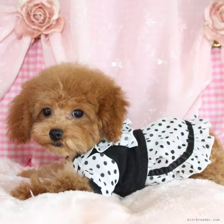 ティーカッププードル【千葉県・女の子・2025年9月4日・アプリコット】の写真1