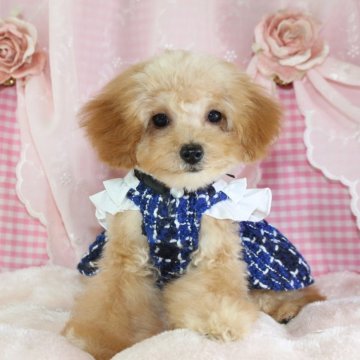 トイプードル(ティーカップ)【千葉県・男の子・2024年8月24日・アプリコット】の写真「大人しくて優しい性格♡ご飯たべます♡ペコ無し♡」