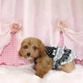 ティーカッププードル
