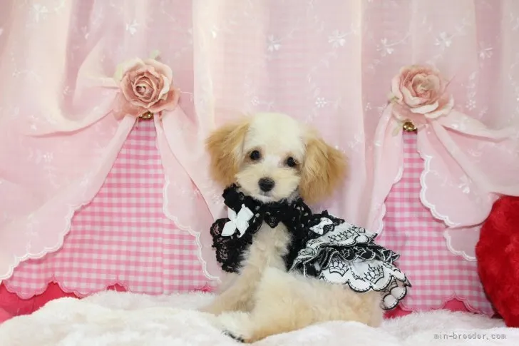 ID:2107-00054の子犬