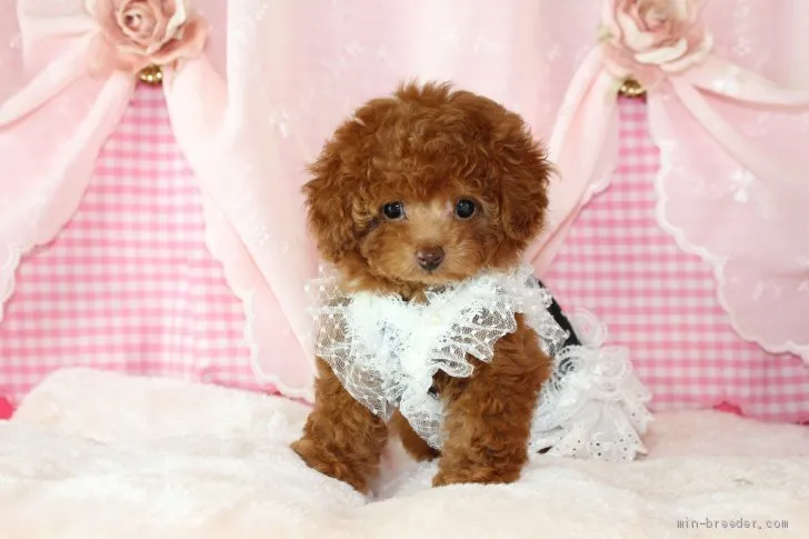 ID：2007-00166の子犬