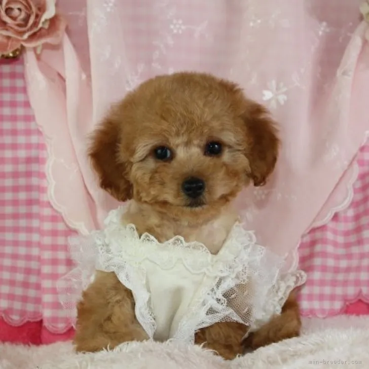 からいも 様のお迎えした子犬